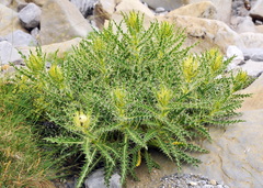 Cirsium glabrum