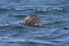 Rhincodon typus