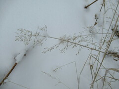 Poa palustris