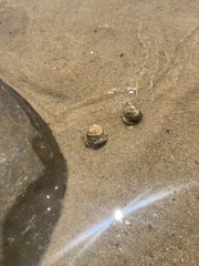 Bembicium nanum
