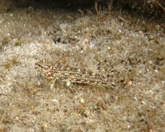 Istigobius decoratus