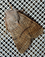 Agrochola humilis