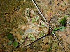 Oxoia smaragdiplena