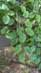 Nothofagus fusca