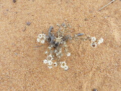 Helichrysum incarnatum