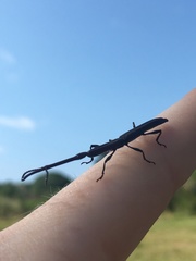 Eubactrus semiaeneus