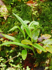 Pterostylis australis