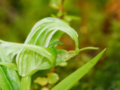 Pterostylis australis
