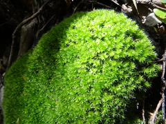 Leptostomum macrocarpum