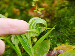 Pterostylis australis