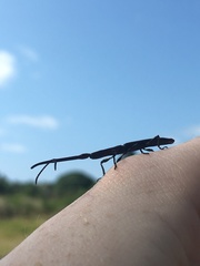 Eubactrus semiaeneus