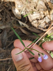 Violaceae