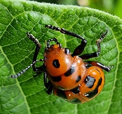 Euryope terminalis