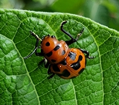 Euryope terminalis