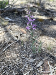 Comesperma polygaloides