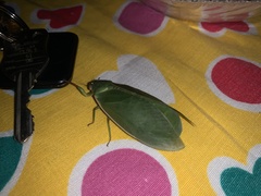 Cystosoma saundersii