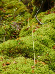 Gastrodia cunninghamii