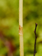 Gastrodia cunninghamii