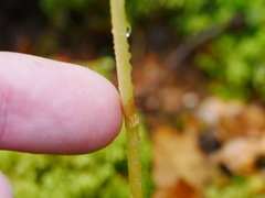 Gastrodia cunninghamii