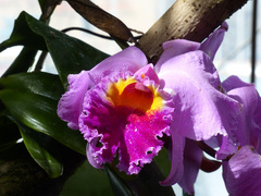 Cattleya