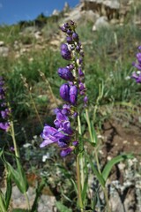 Penstemon strictus