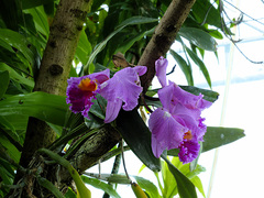 Cattleya