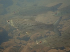 Squaliobarbus curriculus