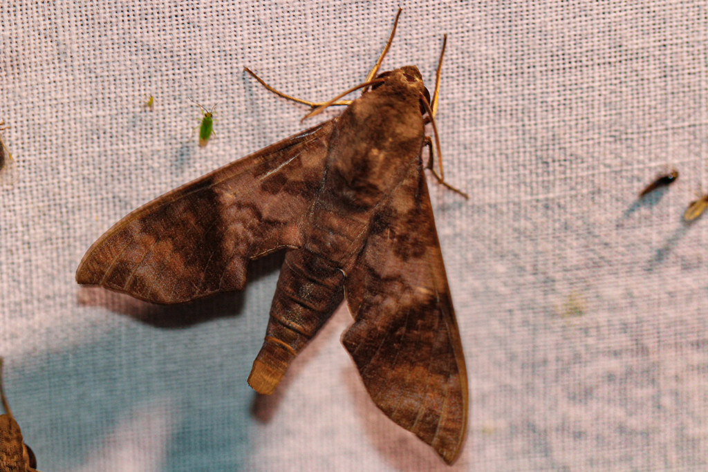 Temnora funebris