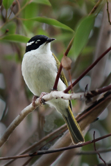 Melithreptus albogularis