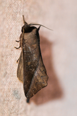 Peratodonta