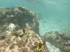 Chaetodon lunula