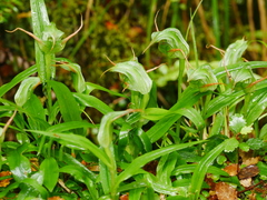 Pterostylis australis