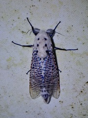 Polyphagozerra coffeae