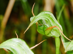 Pterostylis australis