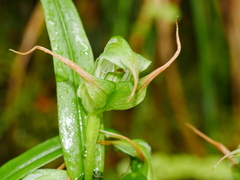 Pterostylis australis