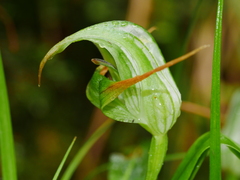 Pterostylis australis