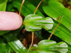 Pterostylis australis