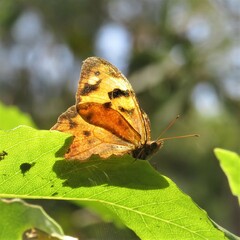 Heteronympha mirifica