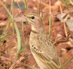 Anthus campestris