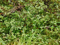 Pterostylis australis
