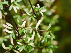 Coprosma cuneata