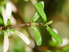 Coprosma cuneata