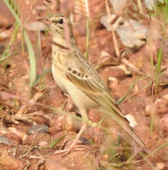 Anthus campestris