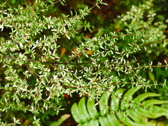 Coprosma cuneata