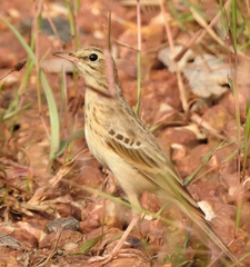 Anthus campestris