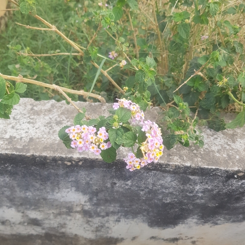 Lantana camara image