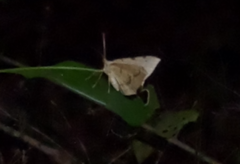 Oxyodes scrobiculata