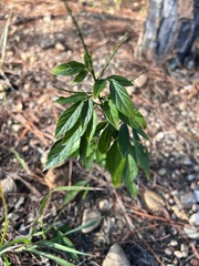 Ohwia caudata