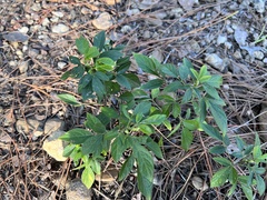 Ohwia caudata