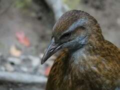 Gallirallus australis